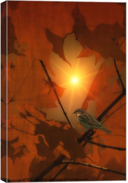SPARROW IN THE LEAVES Canvas Print by Tom York