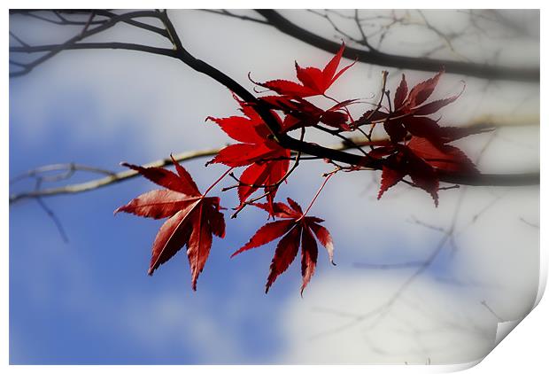 Maple Leaf In The Sky Print by mohammed hayat