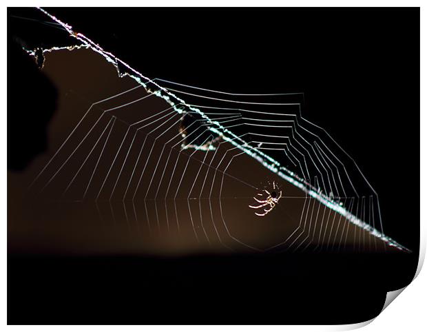 Spider Web Print by peter campbell