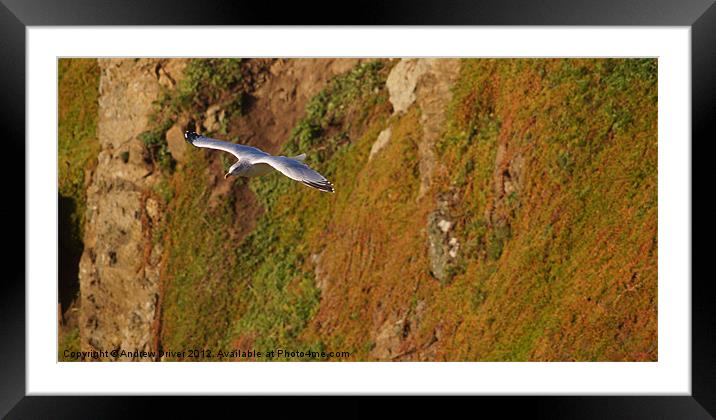 On the wing Framed Mounted Print by Andrew Driver