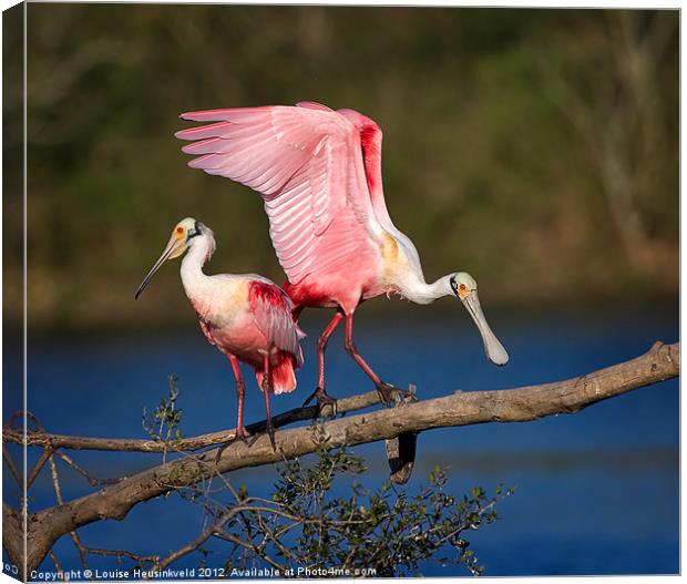 Roseate Spoonbills Canvas Print by Louise Heusinkveld