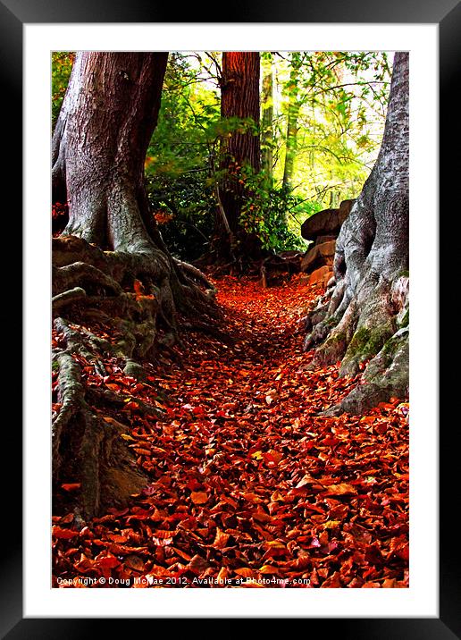autumn path Framed Mounted Print by Doug McRae