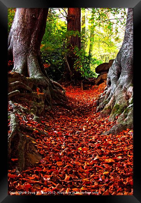 autumn path Framed Print by Doug McRae