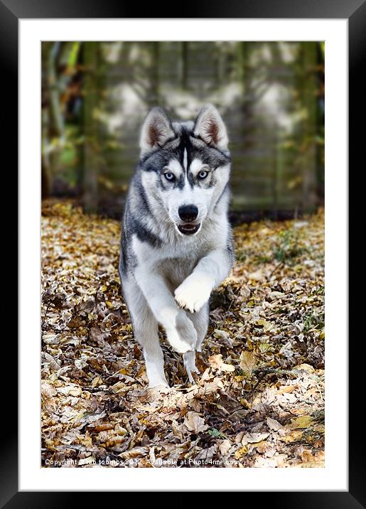 THE SIBERIAN HUSKY Framed Mounted Print by Rob Toombs