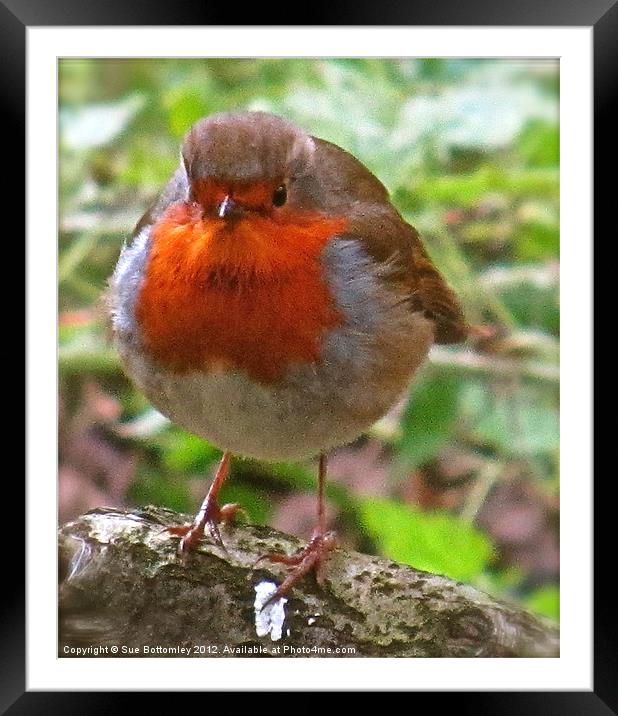 Robin Red Breast Framed Mounted Print by Sue Bottomley