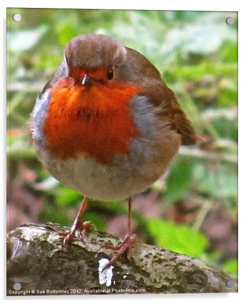 Robin Red Breast Acrylic by Sue Bottomley
