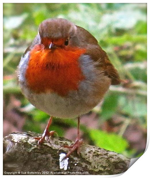Robin Red Breast Print by Sue Bottomley