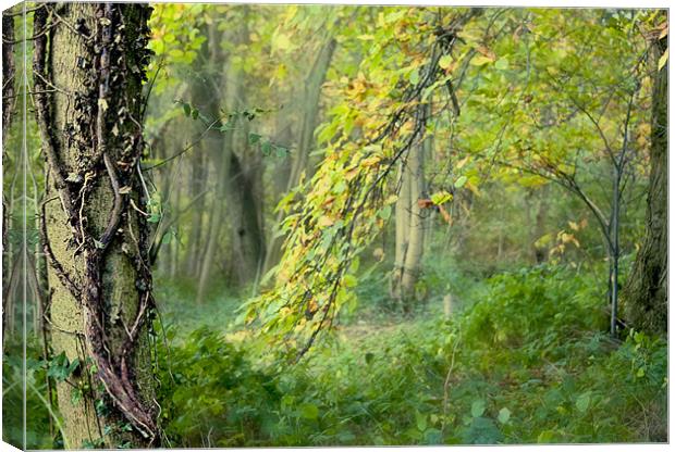 Forest Interlude Canvas Print by Dawn Cox