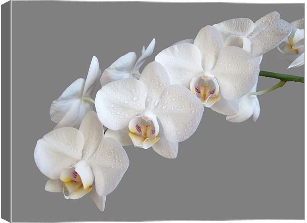 White Orchids Canvas Print by Sarah Couzens