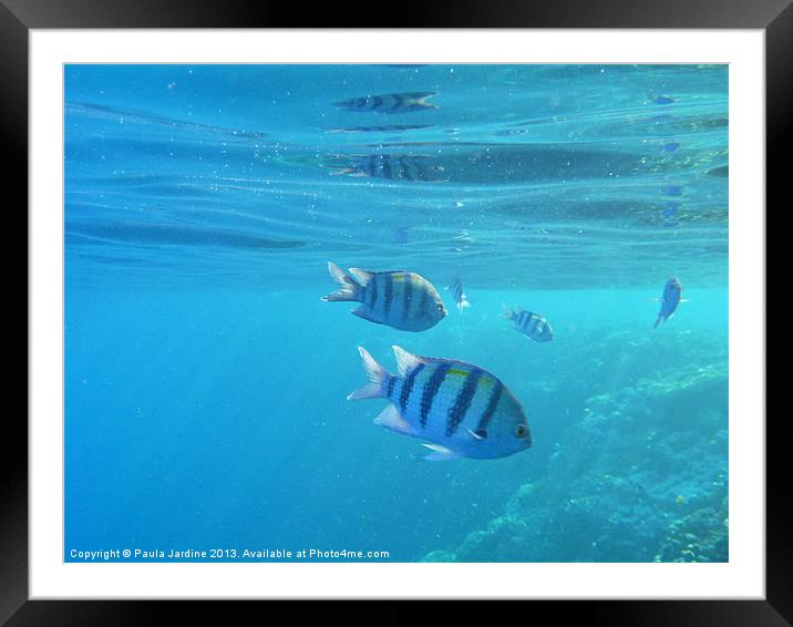 Fish in the Sea Framed Mounted Print by Paula Jardine