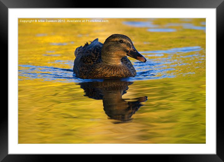 Golden Hen Framed Mounted Print by Mike Dawson