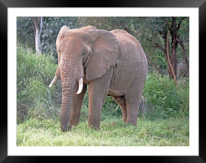 African elephant Framed Mounted Print by Tony Murtagh