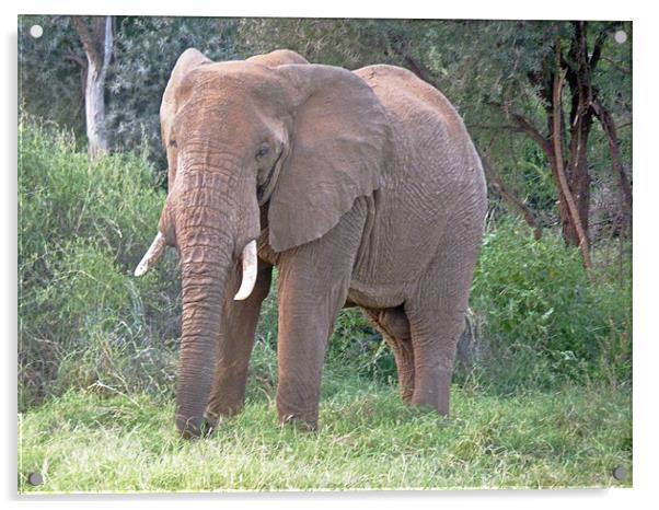 African elephant Acrylic by Tony Murtagh