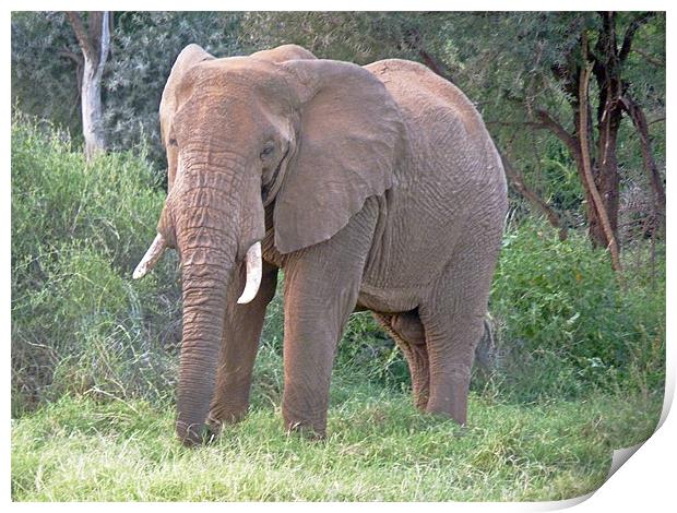 African elephant Print by Tony Murtagh