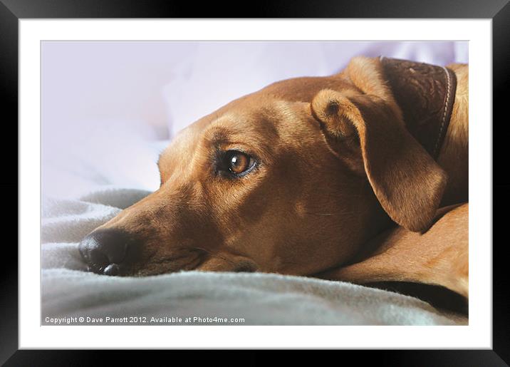Waiting For Mum Framed Mounted Print by Daves Photography