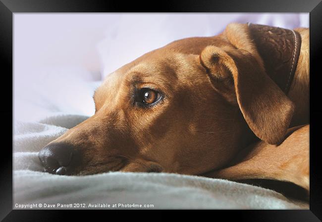 Waiting For Mum Framed Print by Daves Photography