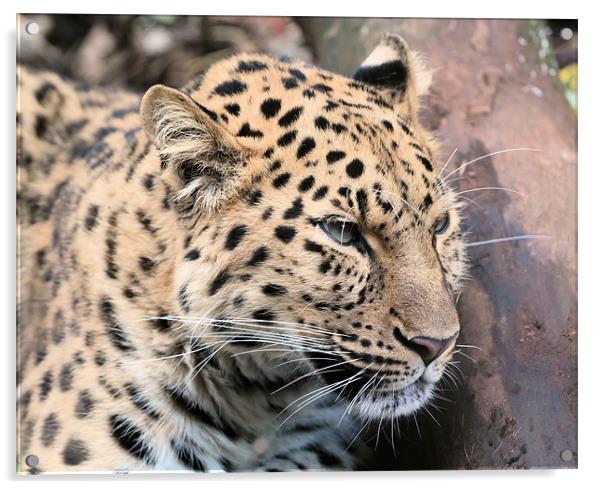 Amur Leopard Thinking Acrylic by Julie Ormiston