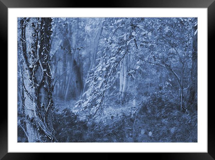 Mystic Woods Framed Mounted Print by Dawn Cox