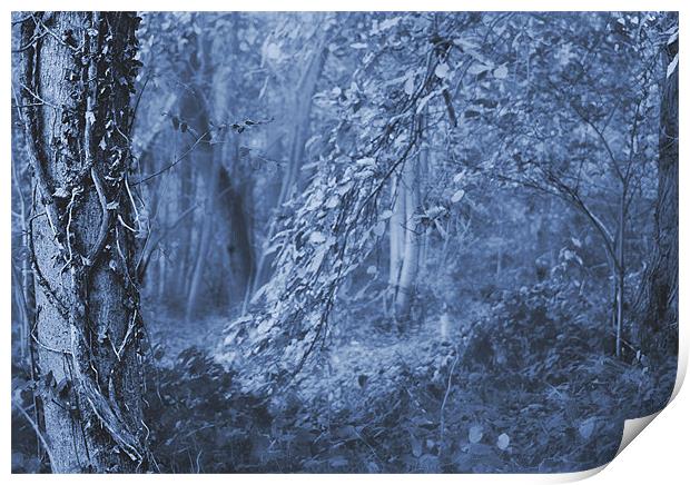 Mystic Woods Print by Dawn Cox