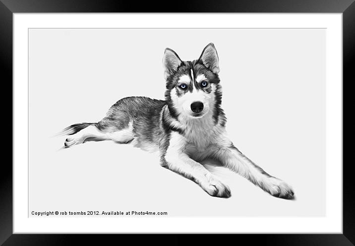 PAINTED HUSKY Framed Mounted Print by Rob Toombs