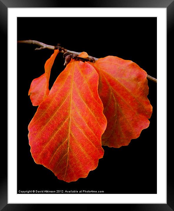 AUTUMN RED LEAF Framed Mounted Print by David Atkinson