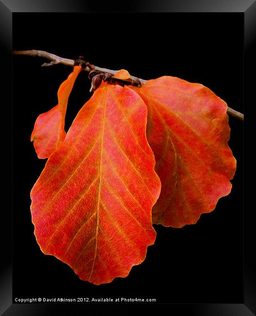 AUTUMN RED LEAF Framed Print by David Atkinson