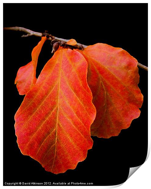 AUTUMN RED LEAF Print by David Atkinson