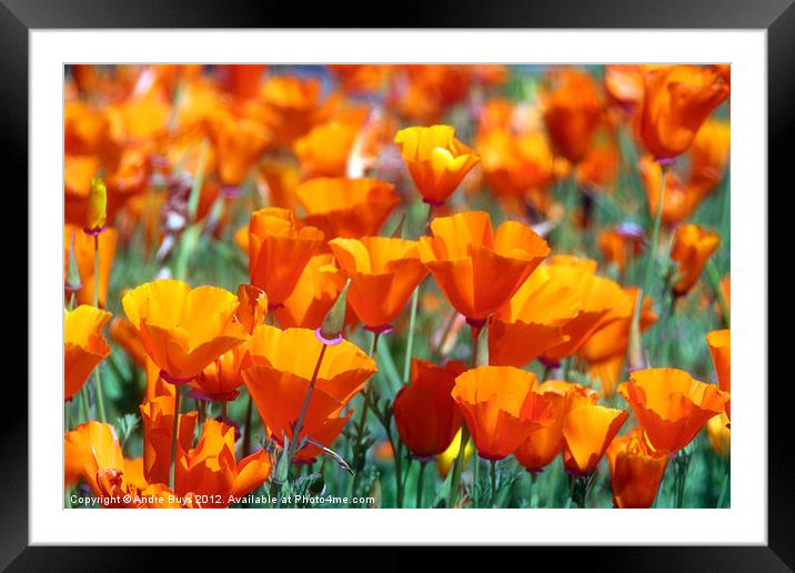 Field of Orange Framed Mounted Print by Andre Buys