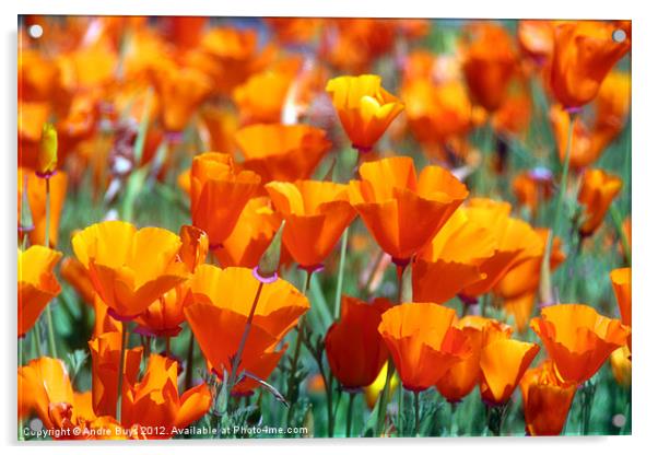 Field of Orange Acrylic by Andre Buys