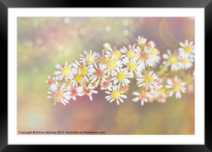 Tiny Florettes Framed Mounted Print by Elaine Manley