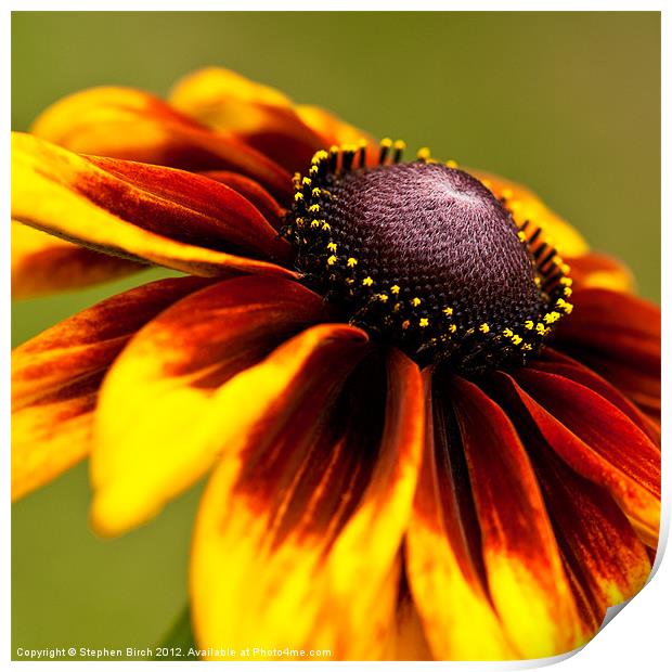 Orange and Red Rudbeckia Print by Stephen Birch