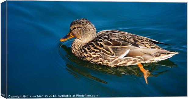 Female Mallard Duck Canvas Print by Elaine Manley