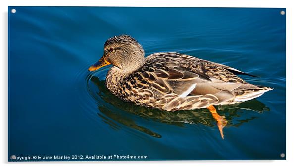 Female Mallard Duck Acrylic by Elaine Manley