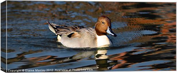 Northern Pintail Duck Canvas Print by Elaine Manley