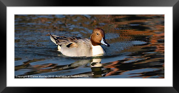 Northern Pintail Duck Framed Mounted Print by Elaine Manley