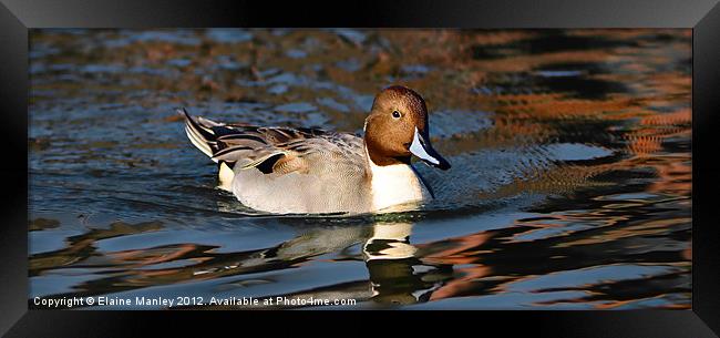 Northern Pintail Duck Framed Print by Elaine Manley