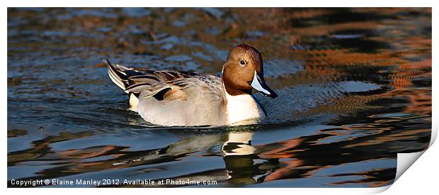 Northern Pintail Duck Print by Elaine Manley