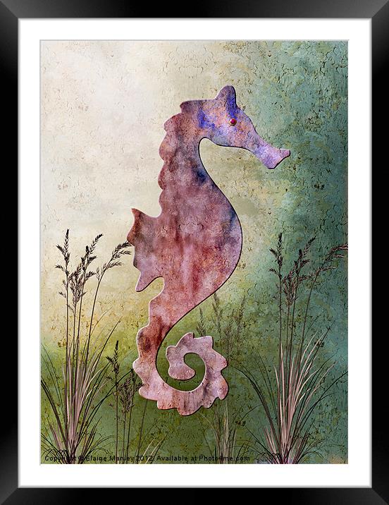 Seashorse Framed Mounted Print by Elaine Manley