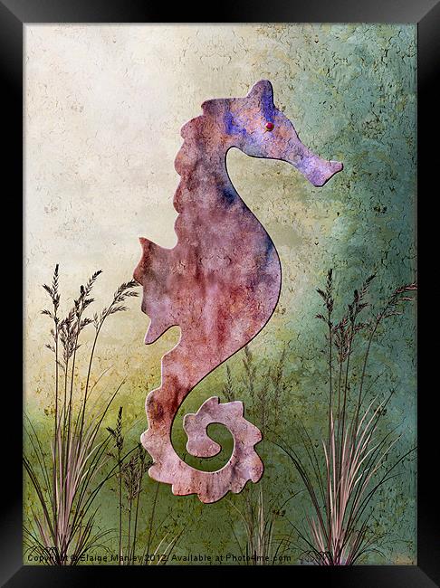 Seashorse Framed Print by Elaine Manley