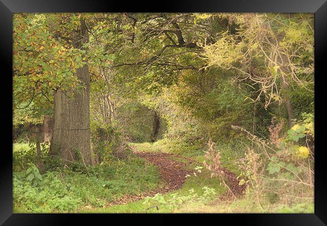 Woodland Pathway Framed Print by Dawn Cox