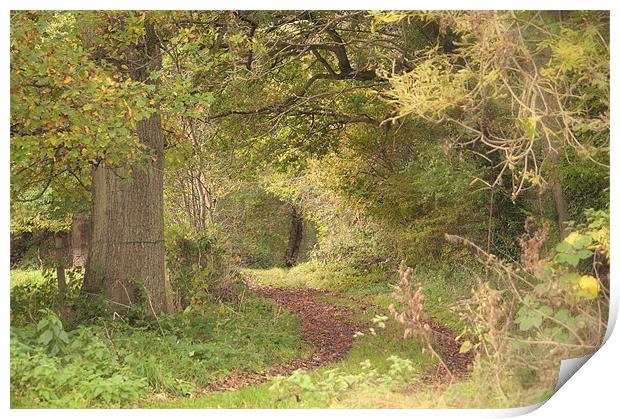 Woodland Pathway Print by Dawn Cox