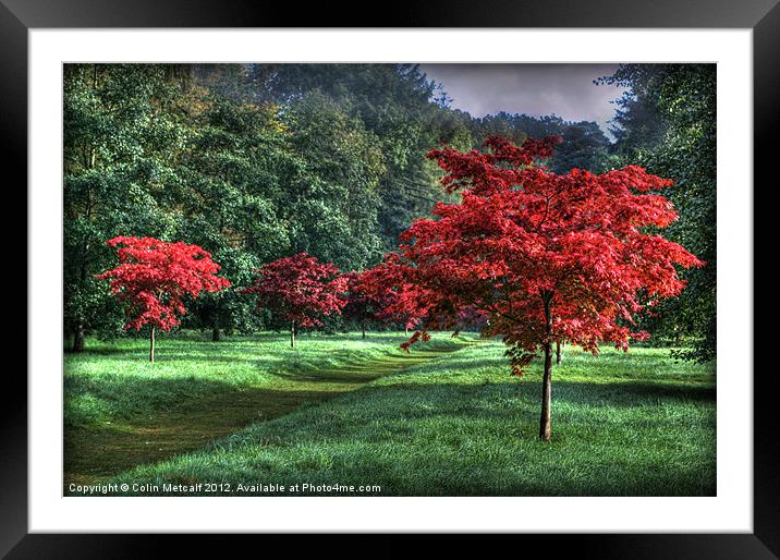 Autumn Avenue Framed Mounted Print by Colin Metcalf