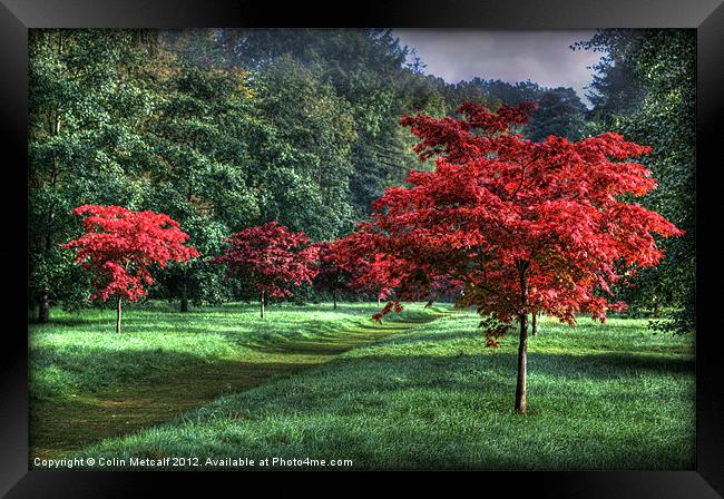 Autumn Avenue Framed Print by Colin Metcalf