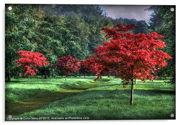 Autumn Avenue Acrylic by Colin Metcalf