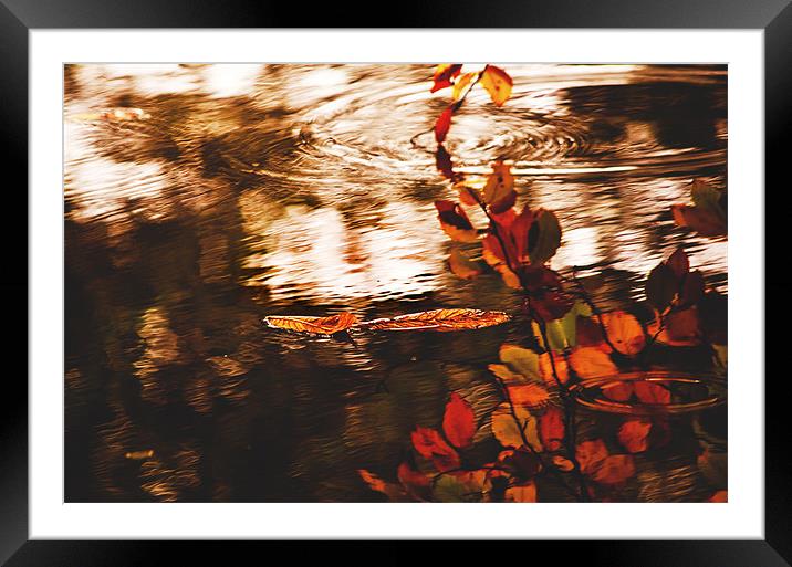 Autumn Reflection Framed Mounted Print by Dawn Cox