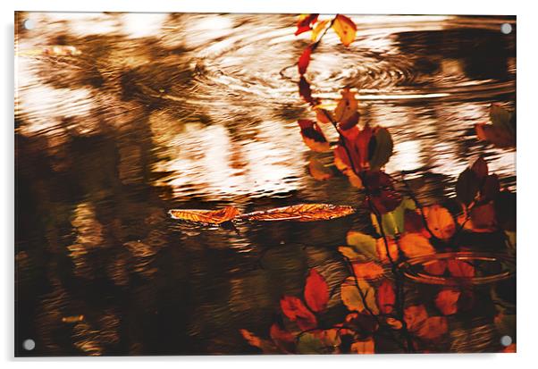 Autumn Reflection Acrylic by Dawn Cox