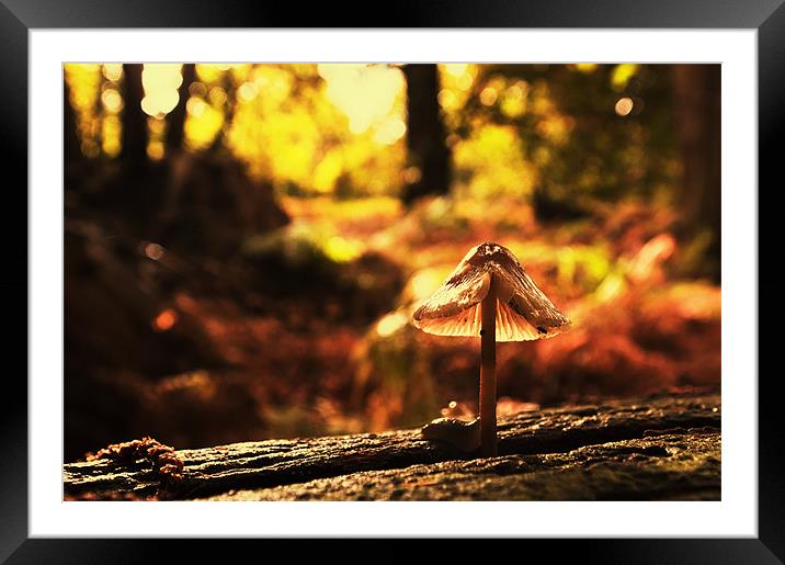 Alone Framed Mounted Print by Dawn Cox