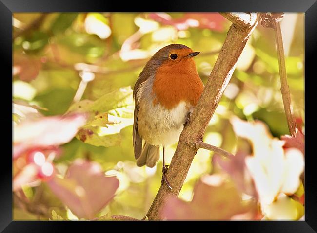 Robin waiting for a snack Framed Print by Dawn Cox