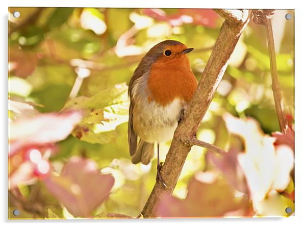 Robin waiting for a snack Acrylic by Dawn Cox
