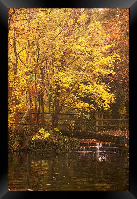 Autumn on the Lakes Framed Print by Dawn Cox